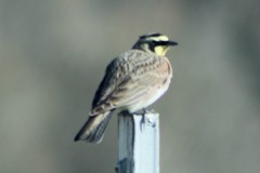 Eremophila alpestris merrilli