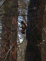 Sciurus vulgaris