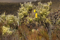 Lachnaea aurea