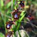 Ophrys speculum - Photo 由 Rui Cambraia 所上傳的 (c) Rui Cambraia，保留部份權利CC BY-NC