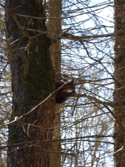 Sciurus vulgaris