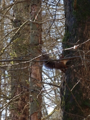 Sciurus vulgaris