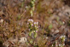 Castilleja brevistyla