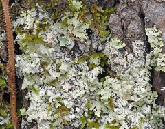 Crespoa crozalsiana