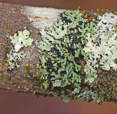 Heterodermia obscurata