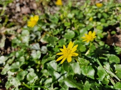 Ficaria verna
