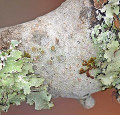 Lecanora miculata
