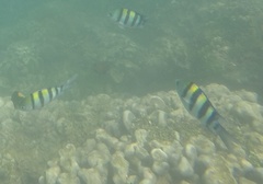 Abudefduf vaigiensis