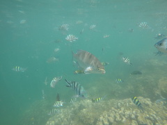 Abudefduf vaigiensis