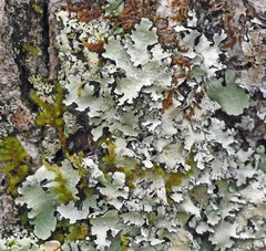 Parmotrema subisidiosum