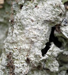 Pertusaria ostiolata
