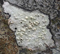 Pertusaria texana