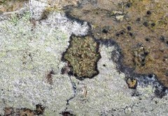 Pseudosagedia cestrensis