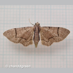 Glaucoclystis acygonia