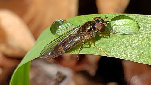Variable Duskyface Fly photo 5