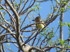 Myiarchus