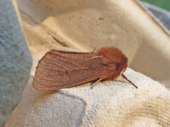 Phragmatobia assimilans