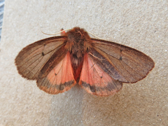 Phragmatobia assimilans