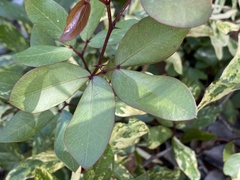 Pithecellobium unguis-cati