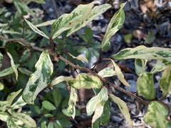 Pithecellobium unguis-cati