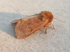 Phragmatobia assimilans