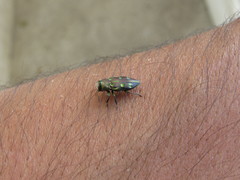 Chrysobothris capitata