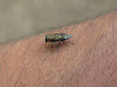 Chrysobothris capitata