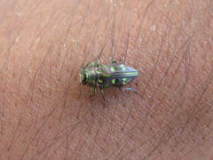 Chrysobothris capitata