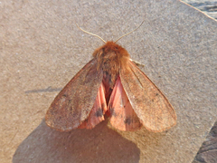 Phragmatobia assimilans