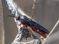 Scolia rufiventris