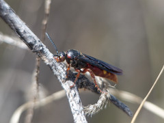 Scolia rufiventris