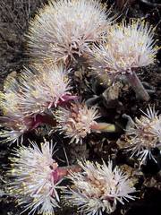 Haemanthus humilis hirsutus