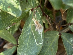 Eucosmophora pithecellobiae
