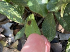 Eucosmophora pithecellobiae