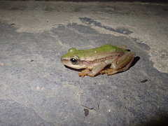 Hyperolius kivuensis