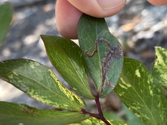 Eucosmophora pithecellobiae