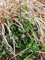 Noccaea caerulescens