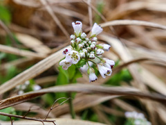Noccaea caerulescens