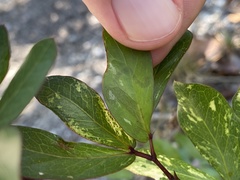 Eucosmophora pithecellobiae