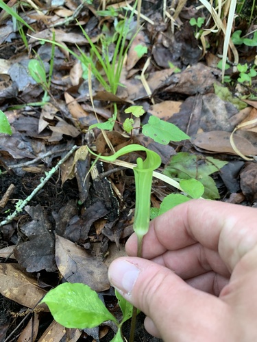 Arisaema image