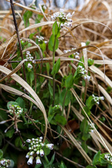 Noccaea caerulescens