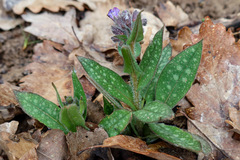 Pulmonaria longifolia