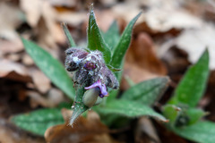 Pulmonaria longifolia