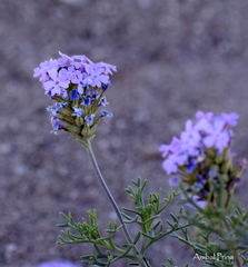 Glandularia parodii