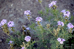 Glandularia parodii