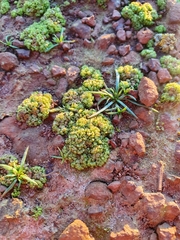 Sphaerocarpos michelii