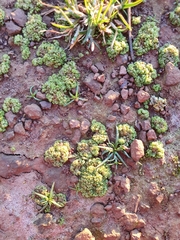 Sphaerocarpos michelii