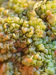 Sphaerocarpos michelii