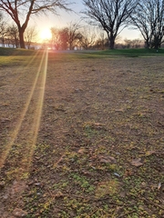 Sphaerocarpos michelii