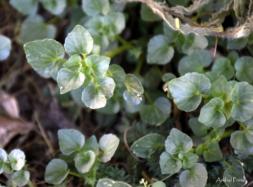 Chiropetalum patagonicum · iNaturalist